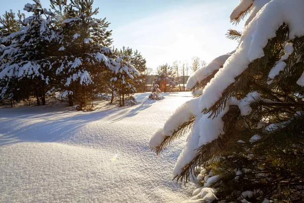 Zimowy Krajobraz Śnieżnymi Drzewami — Zdjęcie stockowe