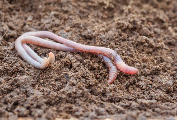 Regenwürmer Boden Nahaufnahme — Stockfoto