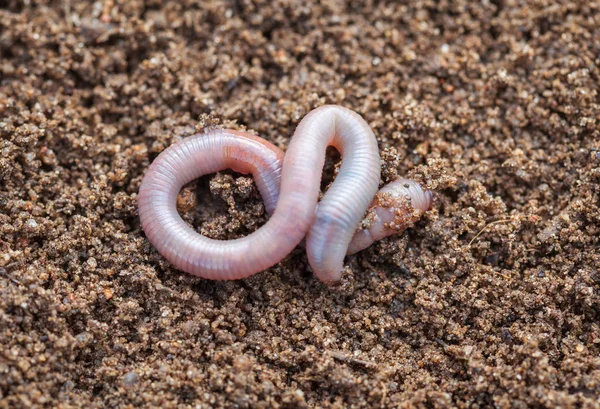 蚯蚓在土壤中 特写镜头 — 图库照片