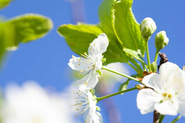 Schoonheid Van Lente Close Van Bloeiende Pruimenboom — Stockfoto