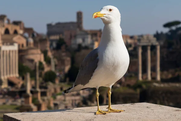 Gull Roman Forumu Önünde — Stok fotoğraf