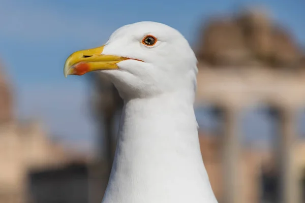 罗马广场前的海鸥 — 图库照片