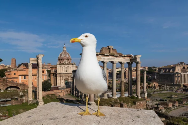 罗马广场前的海鸥 — 图库照片