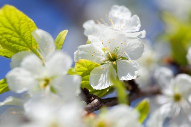 Bahar güzelliği: closeup çiçek açması erik ağacı