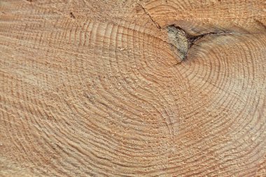 Taze kesilmiş ağaç gövdesi, closeup çekim.