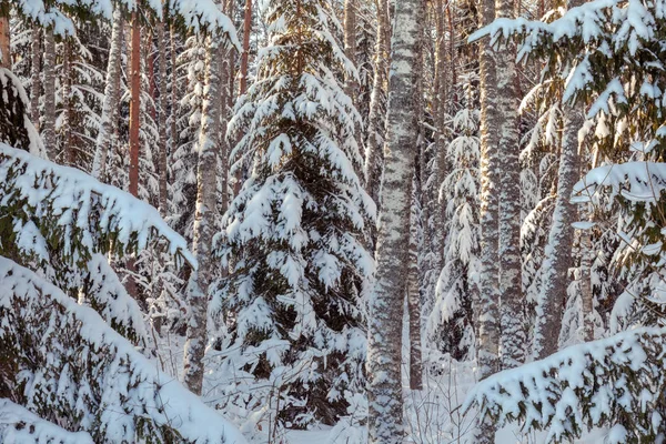 Winterlandschap Met Besneeuwde Bomen — Stockfoto