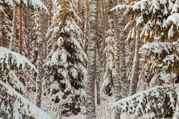 Vinterlandskap Med Snöiga Träd — Stockfoto