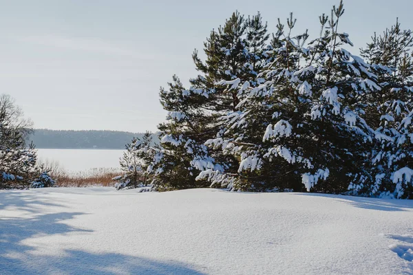 Зимовий Пейзаж Сніжними Деревами — стокове фото