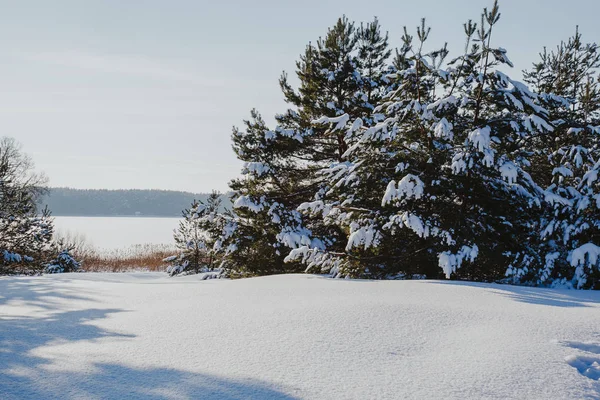 Winterlandschap Met Besneeuwde Bomen — Stockfoto