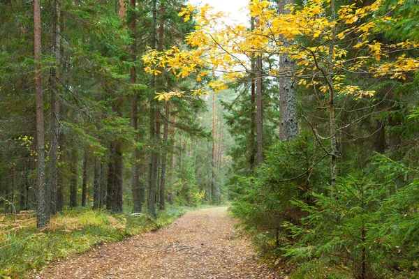 Forest past — Stock Photo, Image