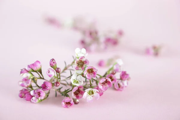 Schöne zarte Frühlingsblumen — Stockfoto