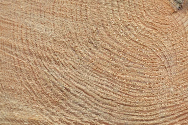 Frisch Geschnittener Baumstamm Nahaufnahme — Stockfoto