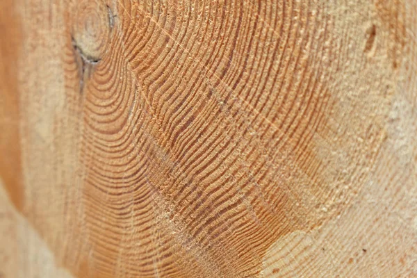 Nyklippt Trädstam Närbild Skott — Stockfoto