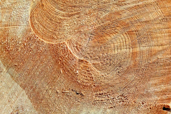 Свіжорізаний стовбур дерева — стокове фото