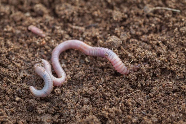 Земляной червь в почве - крупный план - Изображение — стоковое фото