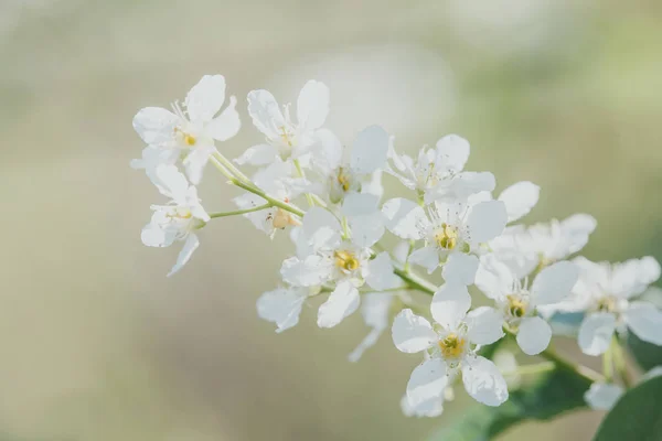 Schoonheid van de lente: Close-up van bloeiende pruimenboom — Stockfoto