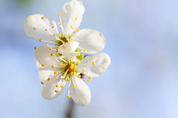 Schoonheid van de lente: Close-up van bloeiende pruimenboom — Stockfoto