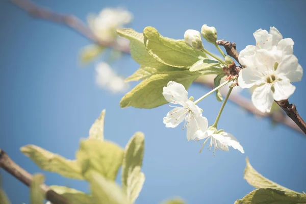 Schoonheid van de lente: Close-up van bloeiende pruimenboom — Stockfoto