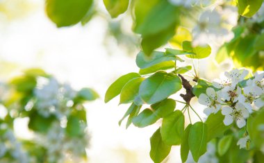 Baharın güzelliği: çiçek açan kiraz ağacının yakın çekim