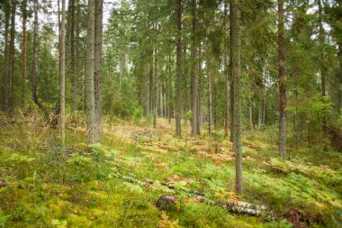 Yeşil yoğun ormanda yetişen ağaçlar