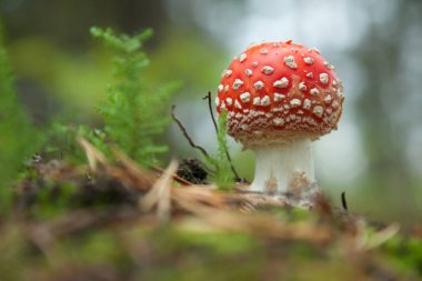 Iğne yapraklı ahşap büyüyen agaric Fly - closeup atış