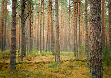 Kozalaklı ormanda yetişen ağaçlar