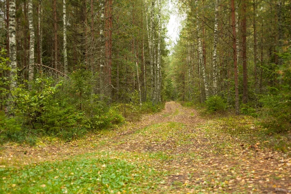 Chemin Bois Dense Vert — Photo