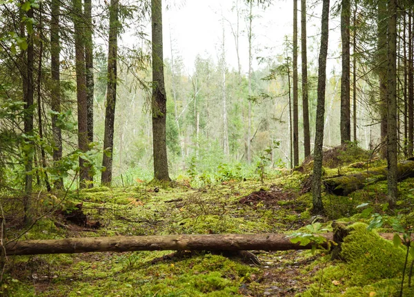 Nature Landscape Green Dense Wood — Stock Photo, Image