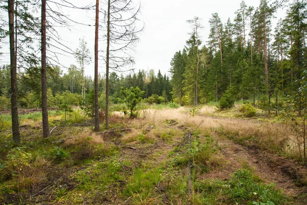 Natura Krajobraz Zielony Las Iglastych — Zdjęcie stockowe