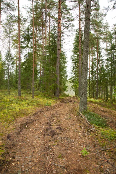 Path Green Coniferous Wood — Stock Photo, Image