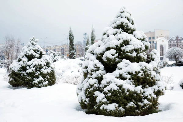 City Park Covered Fresh Snow Winter Landscape — Stock Photo, Image