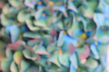 Bulanık soyut arkaplan: güzel çiçek açan mavi ve mor ortanca çiçek dokusu