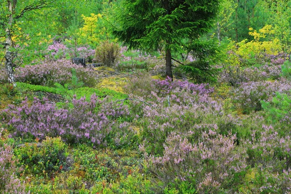 Beautiful natural forest view with heather on the foreground — Stock Photo, Image