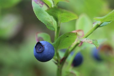 Ormanın vahşi doğasında yetişen olgun yaban mersinlerinin iştah açıcı makro görüntüsü