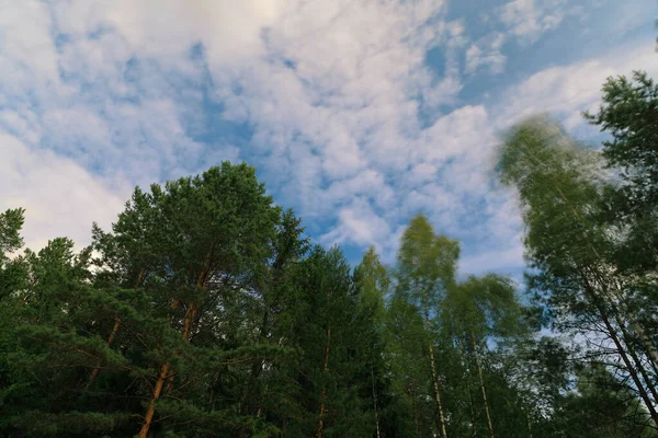 A vista temperamental das árvores sob o vento em frente às nuvens voadoras — Fotografia de Stock