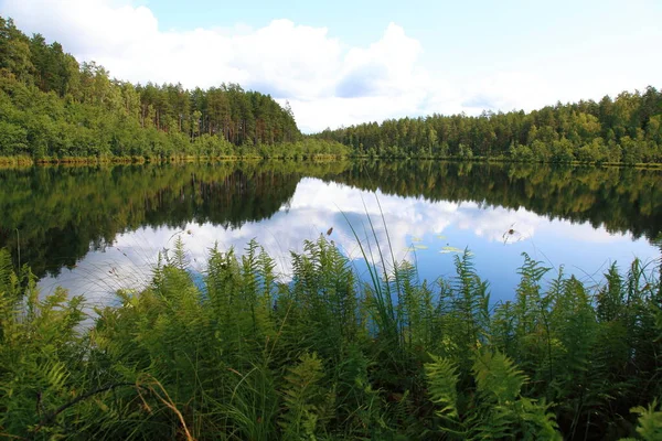 Picturesque bright landscape with the view of the corner of the forest lake — Stock Photo, Image