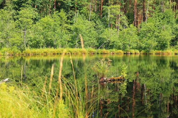 Malebná světlá krajina s výhledem na roh lesního jezera — Stock fotografie