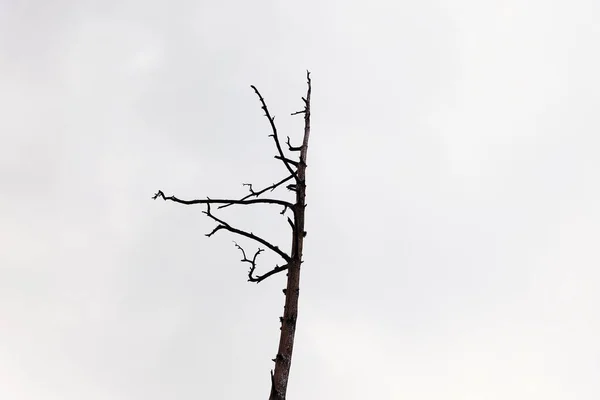 Vista sombría y depresiva del solitario árbol muerto frente al oscuro cielo otoñal —  Fotos de Stock