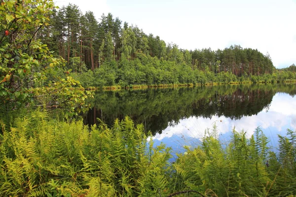 Picturesque bright landscape with the view of the corner of the forest lake — Stock Photo, Image