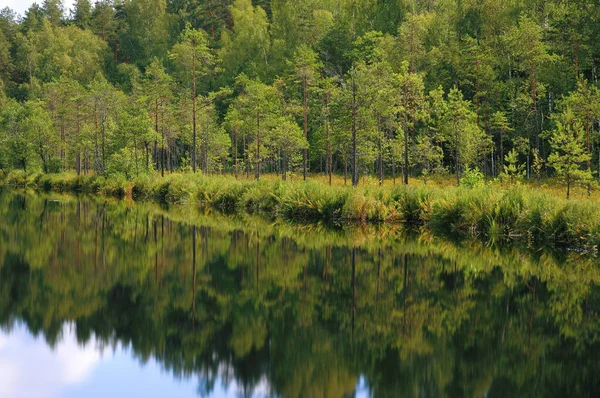 Beautiful bank of the small forest lake — Stock Photo, Image