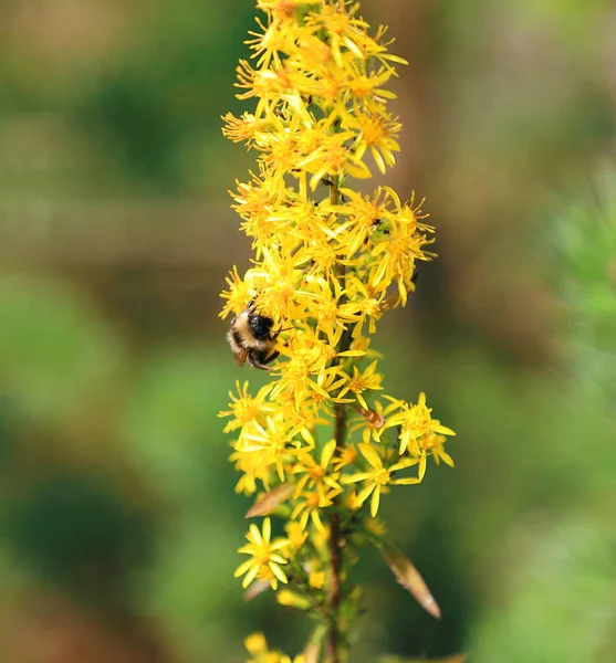 Kolorowy widok pszczoły na żółty kwiat w przyrodniczym środowisku leśnym — Zdjęcie stockowe
