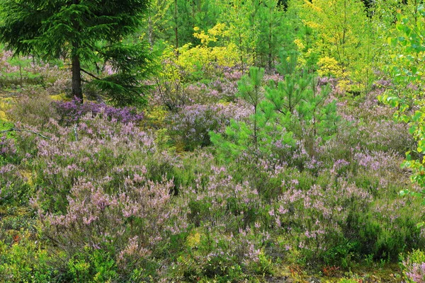 Bela vista natural da floresta com urze em primeiro plano — Fotografia de Stock