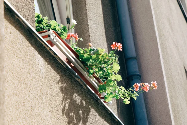 Piękne kolorowe dekoracje kwiatowe na ścianie abstrakcyjnego wiedeńskiego domu, na zewnątrz — Zdjęcie stockowe