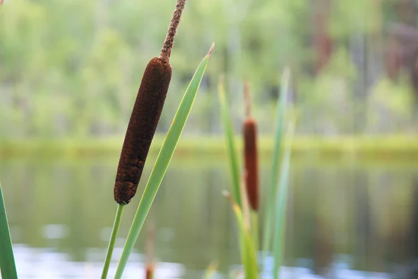 Bright closeup illustrative shoot of the reeds on the forest lake in the wild nature — Stock Fotó