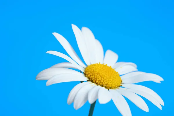 Schöne Blume Gänseblümchen auf blauem Hintergrund — Stockfoto
