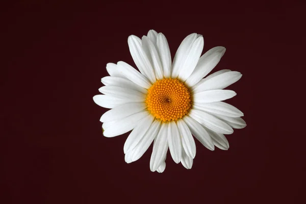 Schöne Gänseblümchen-Blume auf dunklem Hintergrund — Stockfoto