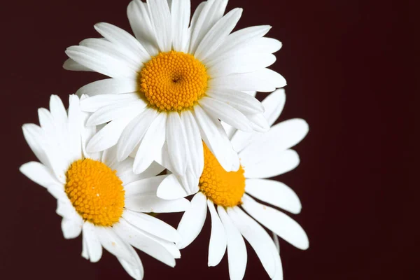 Schöne Gänseblümchen-Blumen auf dunklem Hintergrund — Stockfoto