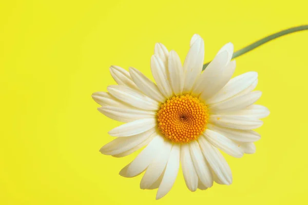 Schöne Blume Gänseblümchen auf gelbem Hintergrund — Stockfoto
