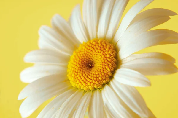 Schöne Blume Gänseblümchen auf gelbem Hintergrund — Stockfoto