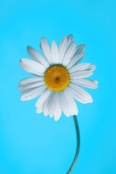 青い背景の美しいデイジーの花 — ストック写真